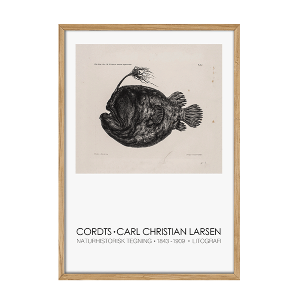 Carl Chr Larsen Cordts Naturhistorisk tegning fra 1800-tallet